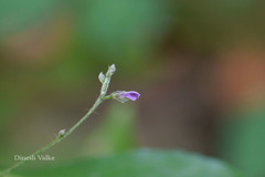 Teramnus labialis